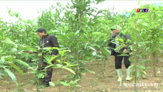 Nỗ lực phát triển cây quế ở xã vùng cao Nậm Lúc, huyện Bắc Hà