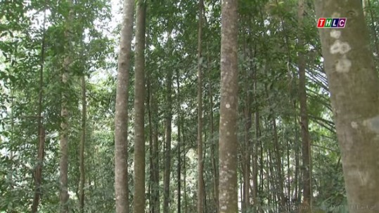 Bát Xát cơ bản gieo ươm đủ cây giống phục vụ cho kế hoạch trồng rừng năm 2018