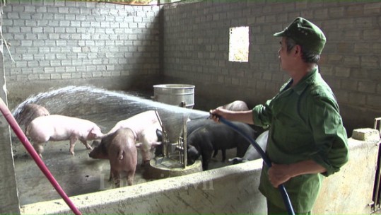 Lào Cai tiếp tục đẩy mạnh chuyển đổi và đổi mới phương thức chăn nuôi