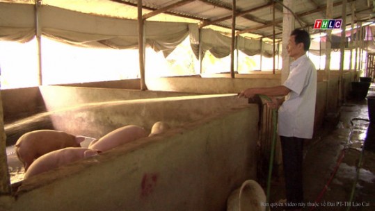Nông dân Bảo Thắng vào lứa chăn nuôi mới khi giá lợn hơi ổn định trở lại