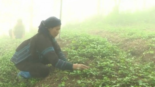 Mở rộng diện tích trồng cây dược liệu ở xã Y Tý, huyện Bát Xát