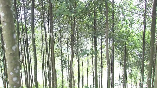 Huyện Mường Khương: Chủ động phòng chống cháy rừng trong mùa hanh khô