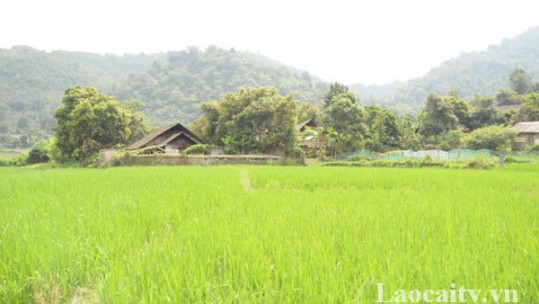 Tỉnh Lào Cai cấp phát bổ sung 22,5 tấn lúa giống LH12
