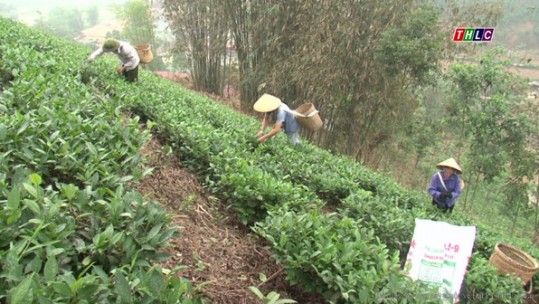 Nông dân Bảo Thắng bắt đầu thu hoạch chè búp niên vụ 2018