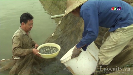 Nông dân chuẩn bị các điều kiện để thả cá giống năm 2018
