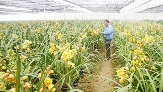 Lào Cai sẽ thực hiện duy trì trồng mới 130 ha diện tích hoa ứng dụng công nghệ cao