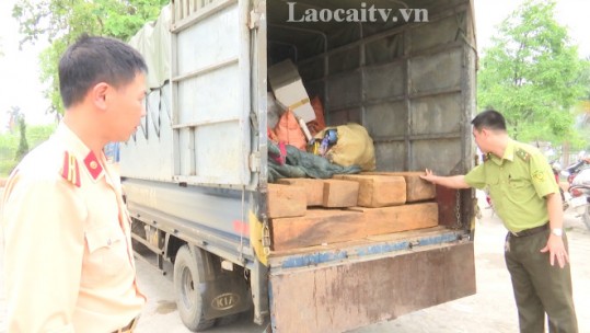 Lào Cai: Bắt giữ xe tải chở gỗ pơ mu không rõ nguồn gốc