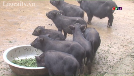 Cần nhân rộng mô hình nuôi lợn cắp nách tại xã Tòng Sành, huyện Bát Xát
