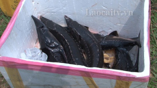 Tiêu hủy 151kg cá tầm nhập lậu từ Trung Quốc