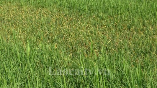 Bệnh lùn sọc đen phương nam xuất hiện rải rác trên diện tích lúa Xuân.