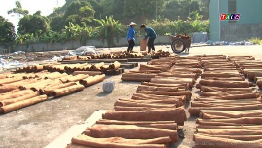 Phát triển cây quế ở Lào Cai đang tiềm ẩn nhiều nguy cơ rủi ro