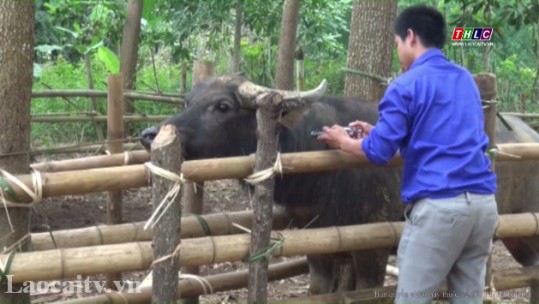 Văn Bàn tập trung tiêm phòng dịch bệnh cho đàn gia súc