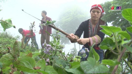 Người dân tộc Dao bảo tồn nhiều loại cây thuốc quý
