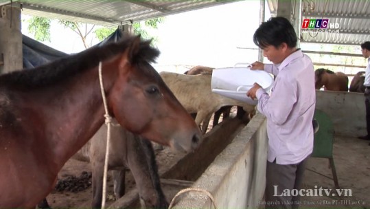 Phát triển mô hình chăn nuôi ngựa hàng hóa ở xã Sàng Ma Sáo, huyện Bát Xát