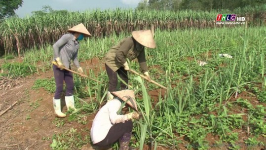 Nông dân xã Văn Sơn, huyện Văn Bàn làm giàu từ trồng cây mía tím