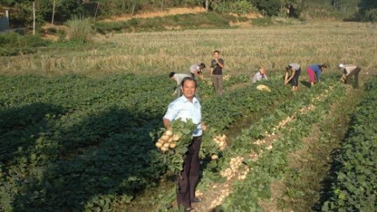 Lào Cai nhiều dự án đầu tư vào lĩnh vực nông nghiệp