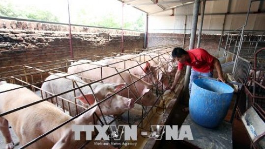 Giá lợn hơi tăng mạnh khiến chỉ số giá tiêu dùng tháng 5 tăng