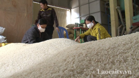 Triển khai mô hình liên kết sản xuất lúa đặc sản hướng tới tiêu chuẩn hữu cơ tại 4 tỉnh miền núi phía Bắc