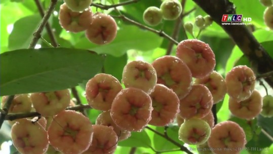 Phát triển kinh tế từ mô hình trồng cây ăn quả ở Phong Niên