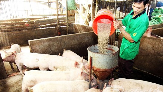 Không tăng đàn ồ ạt khi giá lợn hơi đang tăng cao