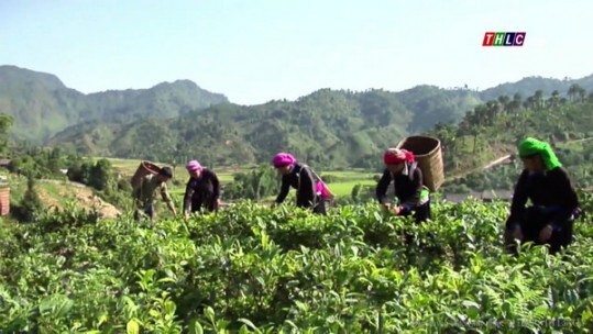 Lào Cai liên kết với doanh nghiệp phát triển nông nghiệp hữu cơ