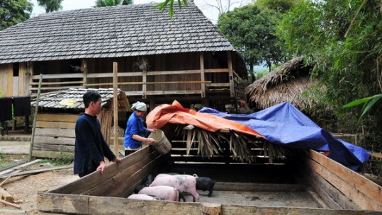Bệnh lở mồm, long móng trên đàn vật nuôi ở Sa Pa được kiểm soát