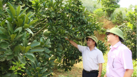 Lào Cai có hơn 15.000 nông dân sản xuẩt kinh doanh giỏi
