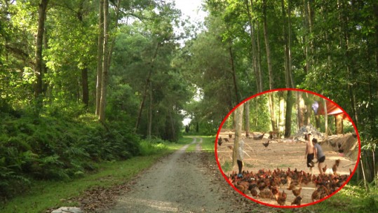 Nguy cơ ô nhiễm môi trường tại khu vực rừng phòng hộ đồi Nhạc Sơn, TP. Lào Cai