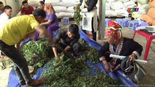 Chè dây - Cây trồng triển vọng giảm nghèo cho vùng cao Bát Xát