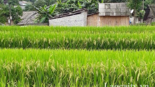 Mở rộng diện tích gieo cấy giống lúa Thiên Ưu 8 tại xã Hợp Thành (thành phố Lào Cai)