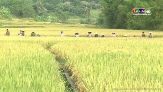 Sản lượng lương thực có hạt ở Lào Cai tăng trưởng mạnh