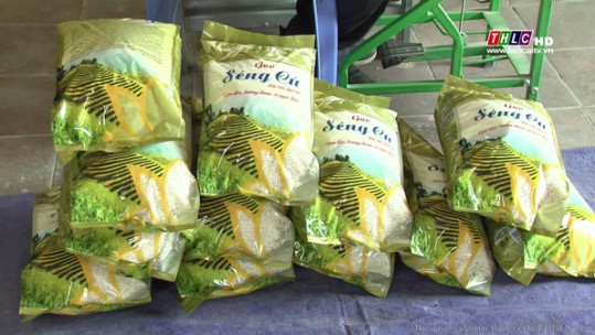 Khó khăn trong thu mua nguyên liệu lúa Séng Cù