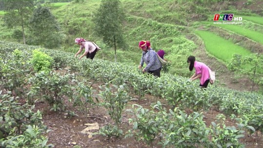 Bảo Yên: Nông dân có thu nhập khá từ trồng chè chất lượng cao