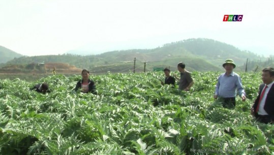 Nông dân Lào Cai nỗ lực chuyển đổi cơ cấu cây trồng tăng vụ