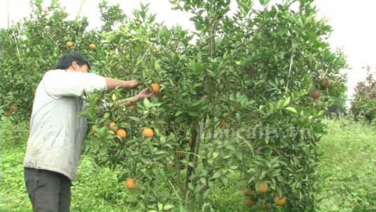 Xã Lương Sơn (Bảo Yên) phát triển diện tích trồng cam