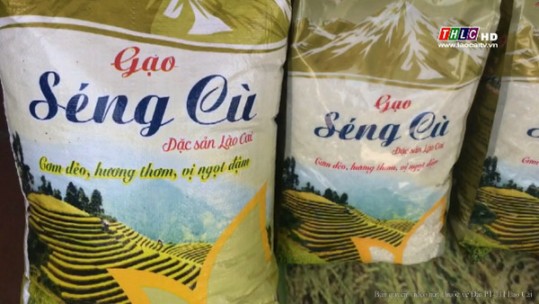 Để gạo Séng cù Lào Cai sớm trở thành thương hiệu gạo đặc sản Quốc gia