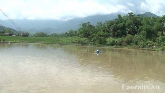 Toàn tỉnh Lào Cai có gần 2.100ha diện tích thủy sản