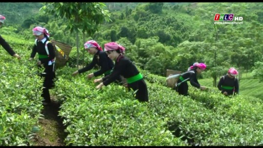 Nông nghiệp Lào Cai đổi thay căn bản sau 10 năm thực hiện Nghị quyết tam nông