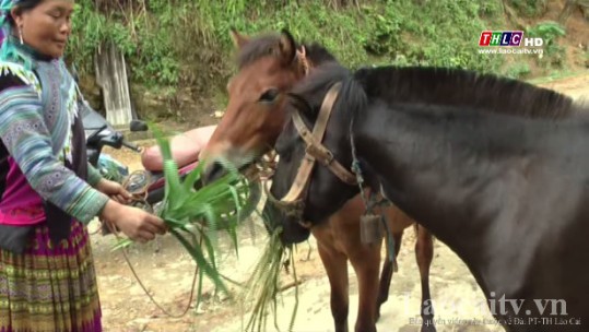 Nghề nuôi ngựa thương phẩm ở vùng cao Tả Thàng, huyện Mường Khương