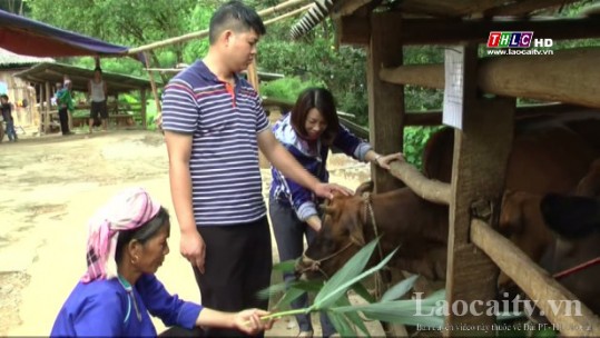 Hiệu quả mô hình nhóm chăn nuôi bò sinh sản ở xã Lùng Khấu Nhin, huyện Mường Khương