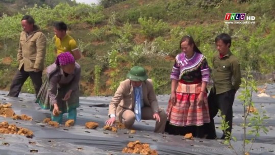 Bài toán bảo vệ bền vững thương hiệu nông sản ở Si Ma Cai