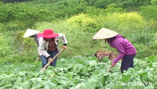 Vụ đông năm 2018, tỉnh Lào Cai gieo trồng 10.000 ha cây trồng các loại