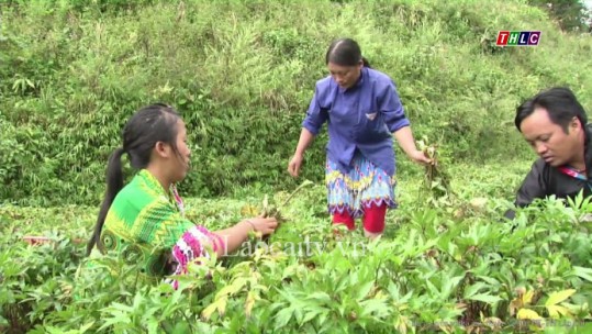 Xây dựng được gần 1.000 ha vùng cây dược liệu ở Lào Cai