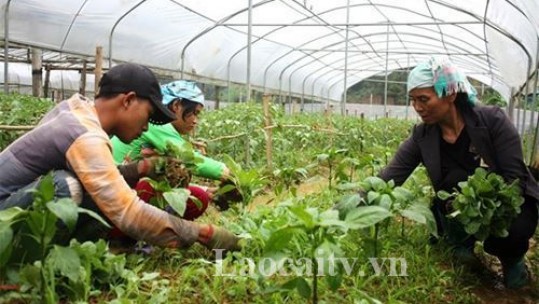 Thí điểm mô hình đưa tri thức trẻ về làm việc tại các hợp tác xã nông nghiệp