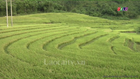 Phát hiện sâu bệnh hại trên diện tích lúa mùa ở Bát Xát
