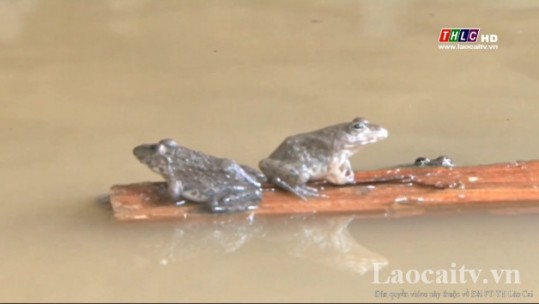 Thử nghiệm mô hình nuôi ếch Thái Lan tại Si Ma Cai