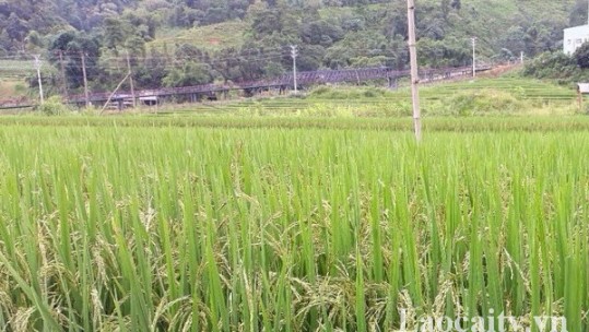 Xuất hiện bệnh lùn sọc đen phương Nam hại lúa mùa tại xã Tả Phời