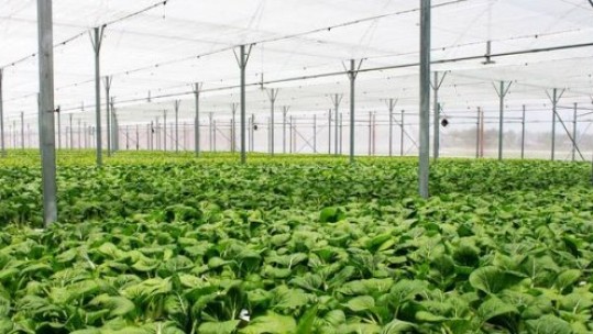 Chính phủ khuyến khích phát triển nông nghiệp hữu cơ