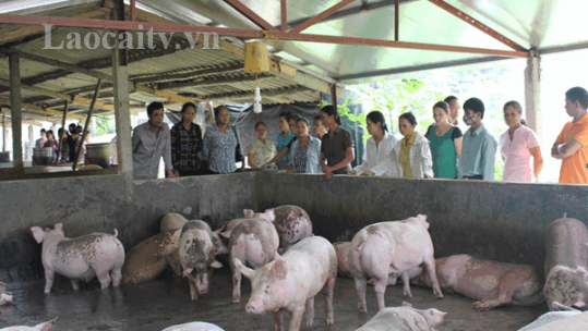 Cảnh báo với bệnh dịch tả lợn châu Phi (ASF)