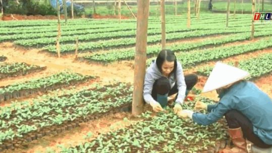 Tỉnh Lào Cai trồng được gần 4000 ha rừng